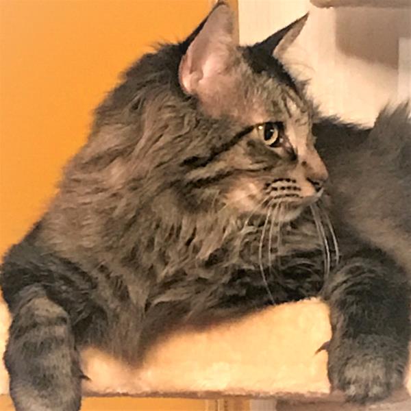 /Images/uploads/Cat Welfare Association/catwelfare2019calendarcontest/entries/6908thumb.jpg